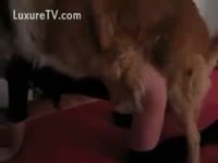 Beastie gal exposing her holes to her dog
